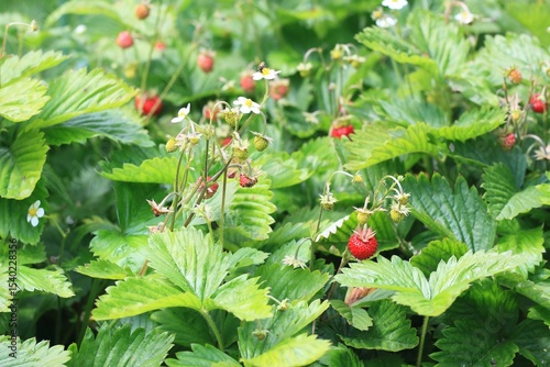Always-spawning Alpine strawberries Fragaria vesca in the garden. Leaves of this form of wild strawberries are used in traditional medicine.