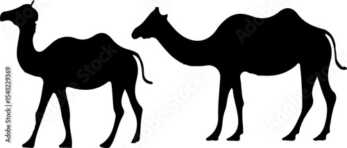 camel in the desert
