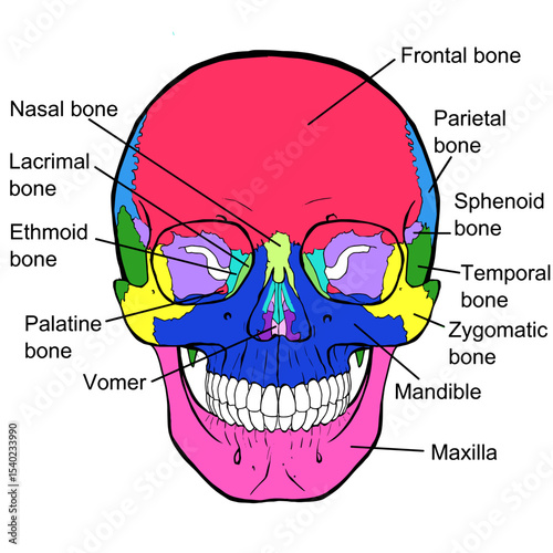 Labeled Human Skull with Color-Coded Bones