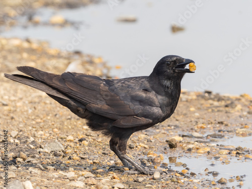 A close up of a Fish Crow collecting small stones which it swallowed to store in its gizzard to aid food digestion