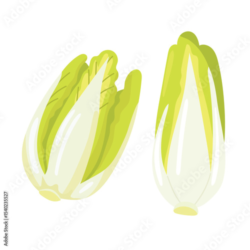 Belgian Endive. Flat vector clipart, illustration with isolated background.