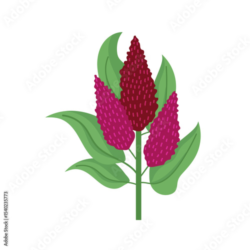 Amaranth. Flat vector clipart, illustration with isolated background.