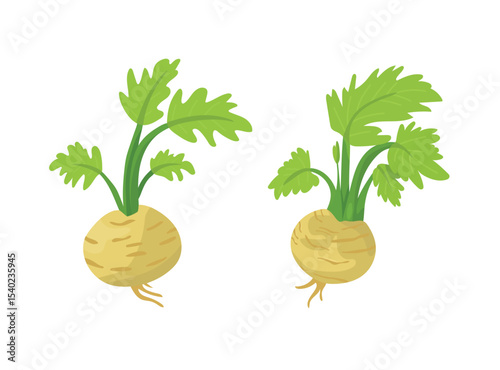 Celery root. Flat vector clipart, illustration with isolated background.