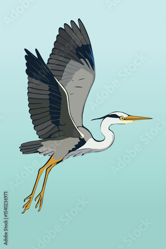 
an illustration of a grey Heron in Flight. He is just taking of