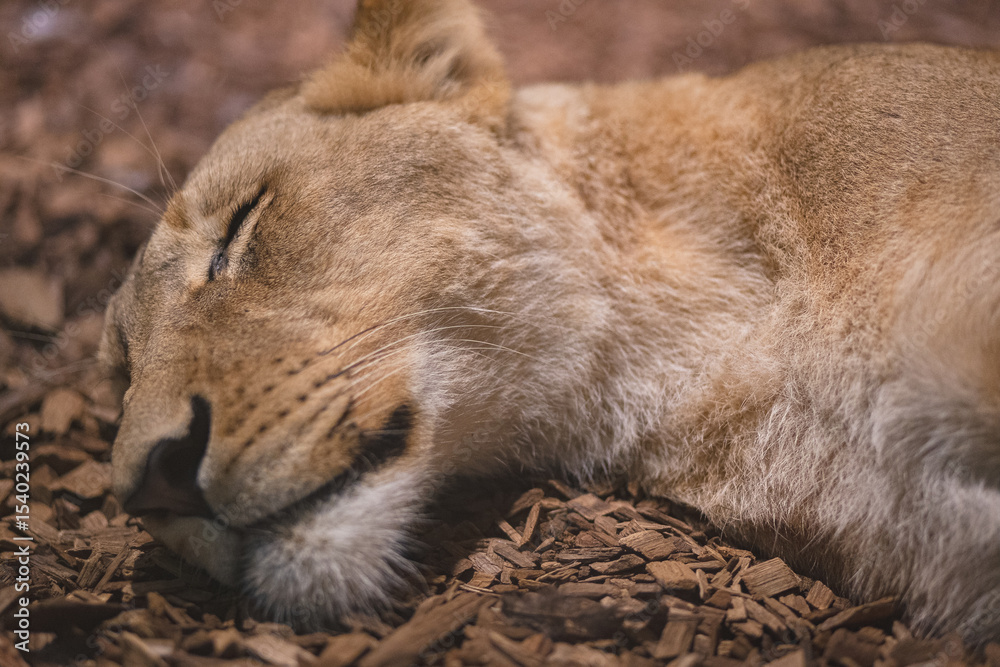 Naklejka premium Löwin