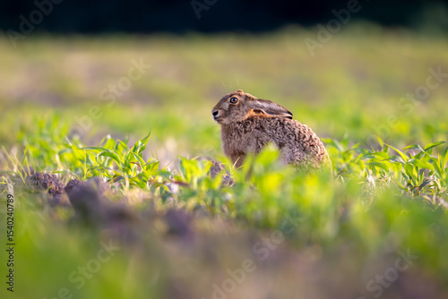 Wild rabbit in the agriculture field