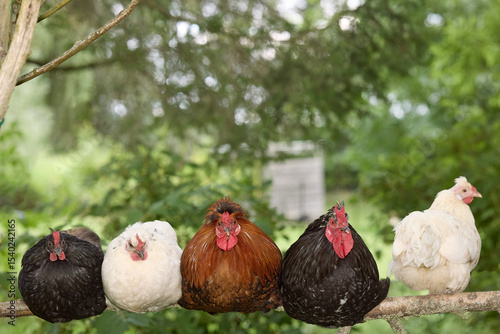 Five chickens of various colors are perched together in a row on a rustic tree branch. This diverse flock of black, white, and brown hens sits against a natural, out-of-focus green background.