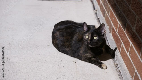 Cute tailless cat playing outdoor
