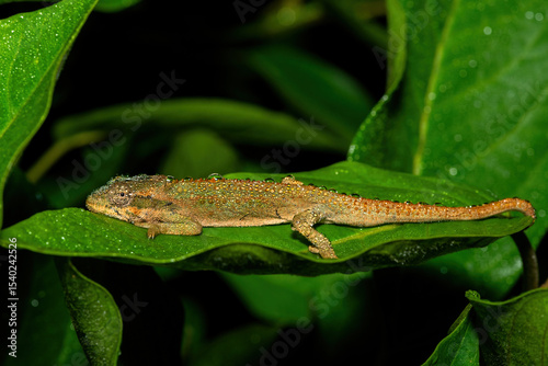 A beautiful Midlands Dwarf Chameleon Complex (Complex Bradypodion melanocephalum) displaying its camouflage on a wet evening in KwaZulu-Natal, South Africa