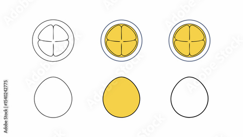 Egg Stages Illustration