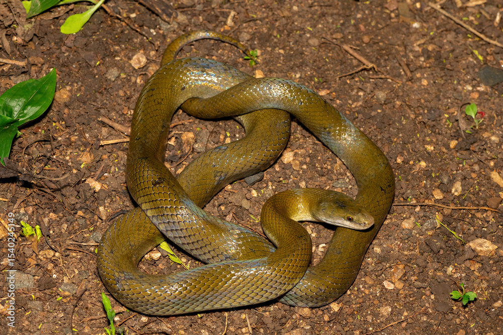 Obraz premium A beautiful olive snake (Lycodonomorphus inornatus) in the wild in KwaZulu-Natal, South Africa