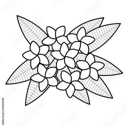 プルメリアのシンプルなイラスト