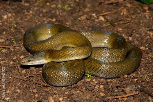 A beautiful olive snake (Lycodonomorphus inornatus) in the wild in KwaZulu-Natal, South Africa