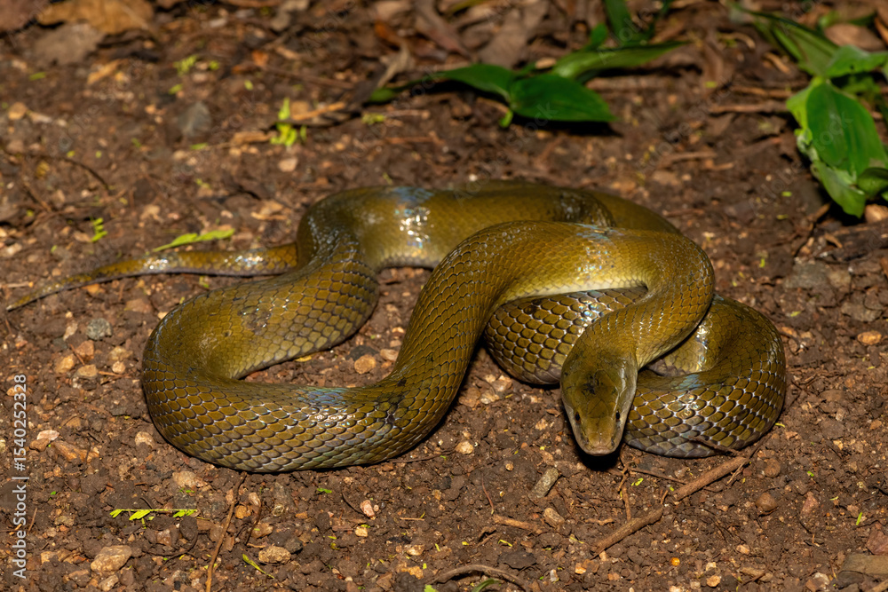 Obraz premium A beautiful olive snake (Lycodonomorphus inornatus) in the wild in KwaZulu-Natal, South Africa