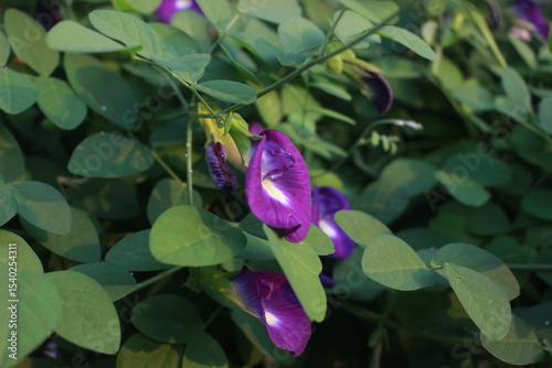 purple flower in the garden