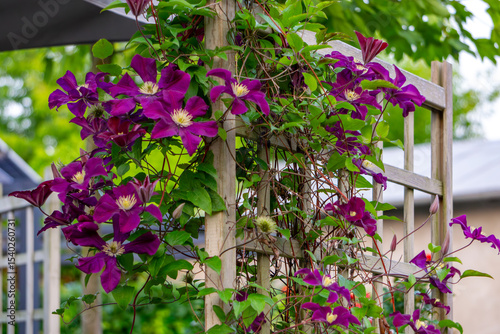 Fototapeta Naklejka Na Ścianę i Meble -  Purple clematis flowers climbing on a wooden garden trellis. The plant is in full bloom, surrounded by lush greenery in a summer garden setting.
