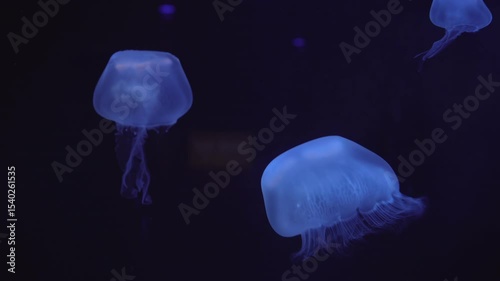 Blue colored jellyfish swiming in a group underwater
