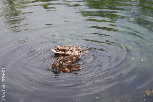 close-up profile two Mallard ducklings, mother float on placid waters of shallow pond in summer