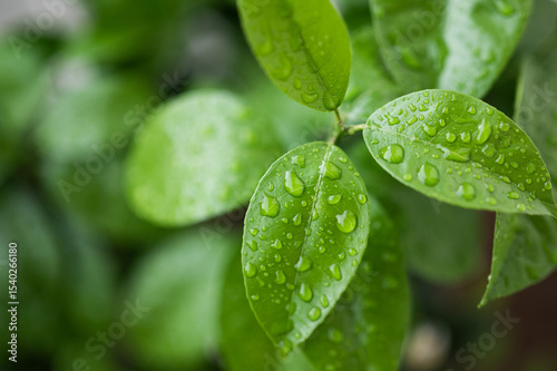 Green Leaves Water Droplets Macro