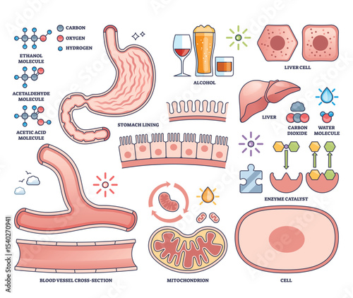 Alcohol metabolism is shown with stomach, liver, and molecular structures, illustrating how alcohol is processed in the body. Outline style collection