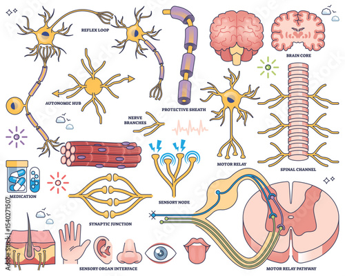 Nervous system worksheet shows neurons, brain, and spinal cord, illustrating neural pathways and sensory-motor functions. Outline style collection