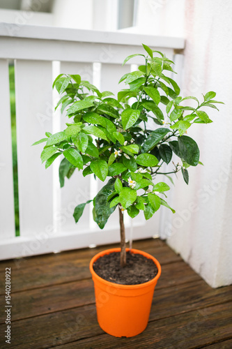Healthy Green Plant Orange Pot