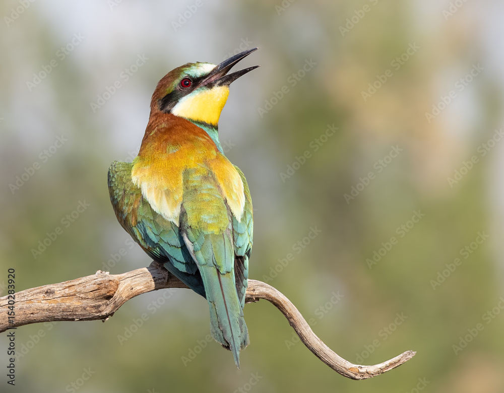 Obraz premium European BeeEater on branch