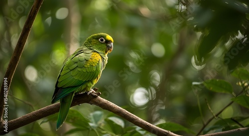 blue and yellow macaw