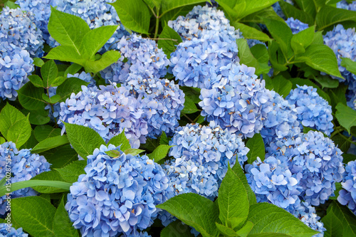 公園の満開の青いアジサイの花