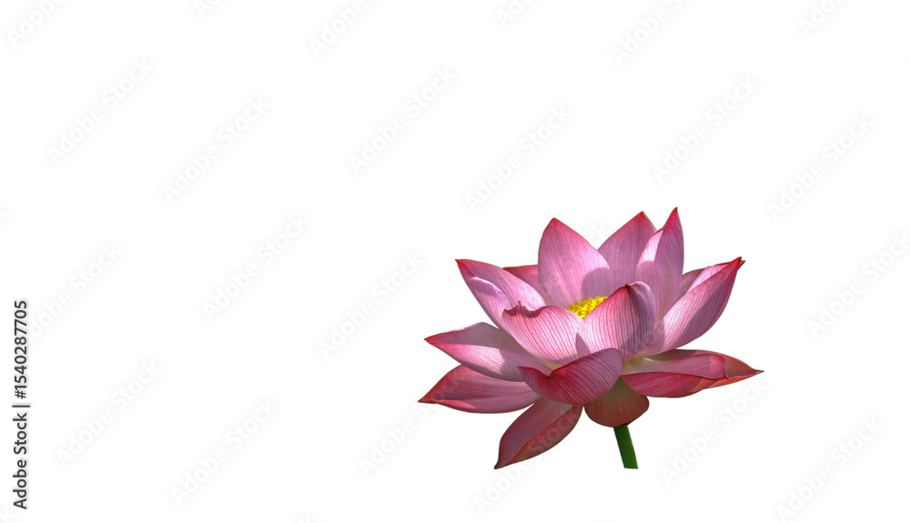Fototapeta premium pink lotus flower