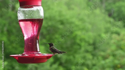 Female Ruby-throated Hummingbird perching at bird feeder during rain