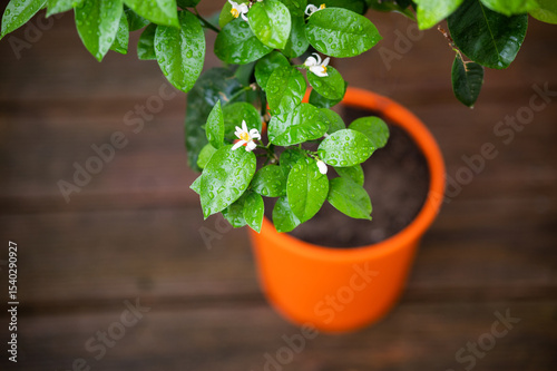 Flowering Plant White Blooms Orange