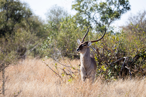 a big waterbuck bull with massive horns