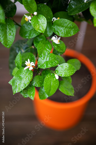 Green Plant Leaves Natural Texture