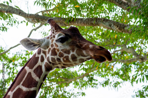 物憂げな表情で見下ろすキリン｜Giraffe Looking Down with a Melancholic Expression