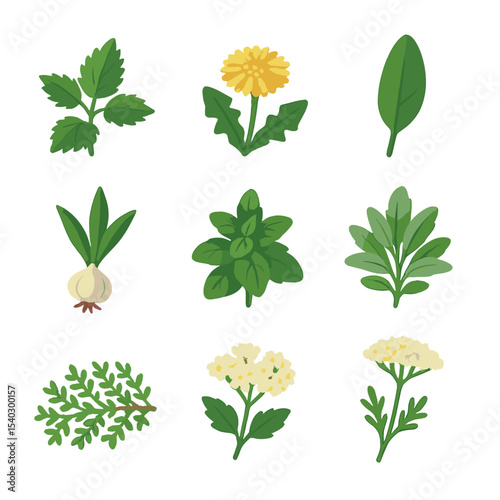 Foraged Herb Icons. Isometric Flat icon set of wild foraged herbs: nettle leaf, dandelion flower, sorrel leaf, wild garlic bulb,