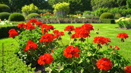 red tulips in the garden