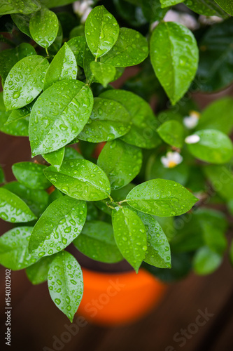 Mint Herb Plant Green Leaves