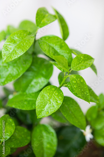 Green Plant Water Droplets Foliage