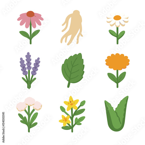 Medicinal Herb Icon Set. Isometric Flat icon set of medicinal herbs: echinacea flower, ginseng root, chamomile blossom, lavender