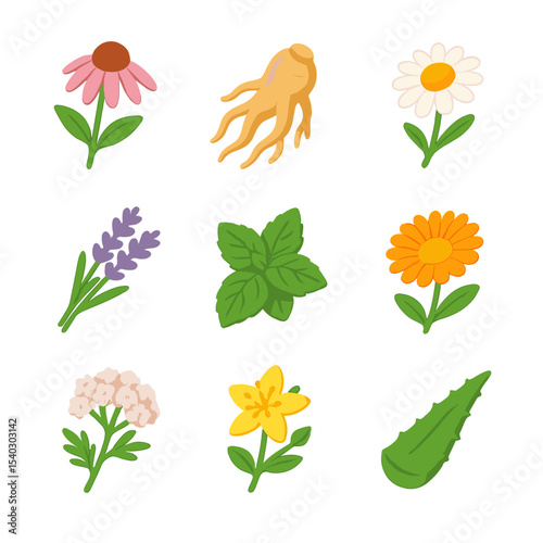 Medicinal Herb Icon Set. Isometric Flat icon set of medicinal herbs: echinacea flower, ginseng root, chamomile blossom, lavender