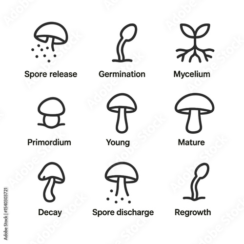 Mushroom Life Cycle Icons. Outline icon set of life cycle stages: spore release, germination, mycelium network, primordium pin,