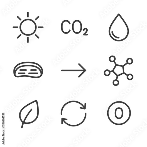 Photosynthesis Icon Set. Outline icon set of photosynthesis overview: sunlight, carbon dioxide molecule, water droplet,