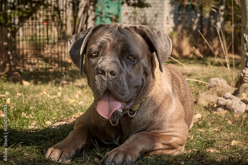 Fototapeta premium A muscular adult Cane Corso dog lies on the green grass in a sunny garden. The purebred Italian Mastiff has a strong build, natural uncropped ears and a protruding tongue.