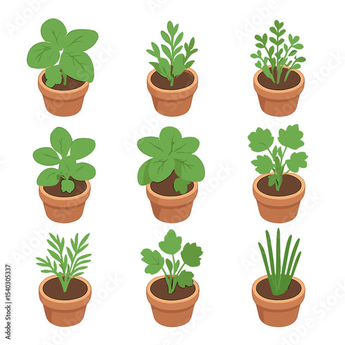 Potted Herb Icon Set. Isometric Flat icon set of potted herb garden: potted basil, potted rosemary, potted thyme, potted oregano,