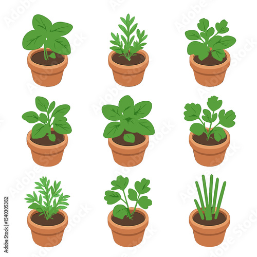Potted Herb Icon Set. Isometric Flat icon set of potted herb garden: potted basil, potted rosemary, potted thyme, potted oregano,