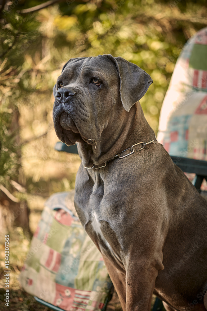 Fototapeta premium A muscular adult Cane Corso dog sitting on green grass in a sunny or garden. The purebred Italian mastiff has a strong build, natural uncropped ears, and its tongue out.