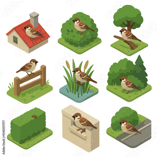Sparrow Habitats Icons. Isometric Flat icon set of sparrow habitats: urban rooftop, garden shrub, park tree branch, farmland fence