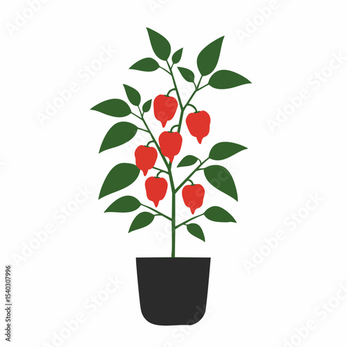 Potted Red Habanero Pepper Plant with Lush Green Foliage