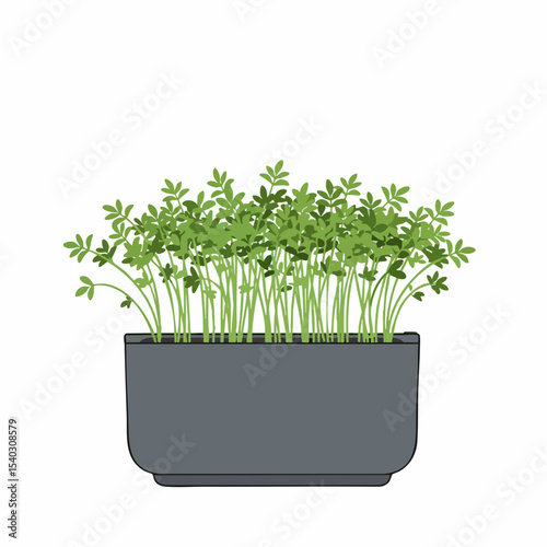 Fresh green sprouts growing in a rectangular dark gray planter box